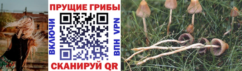 Галлюциногенные грибы мицелий  Купить где  Билибино 